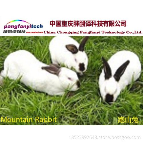 Natural Healthy Self-breeded Mountain Rabbit